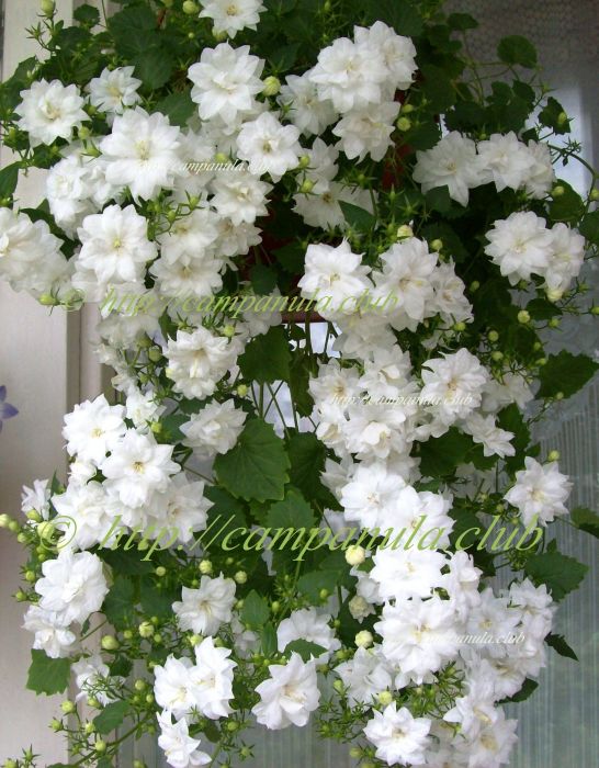 Где купить цветок невеста доставка цветов пермь низкие цены ленинский район